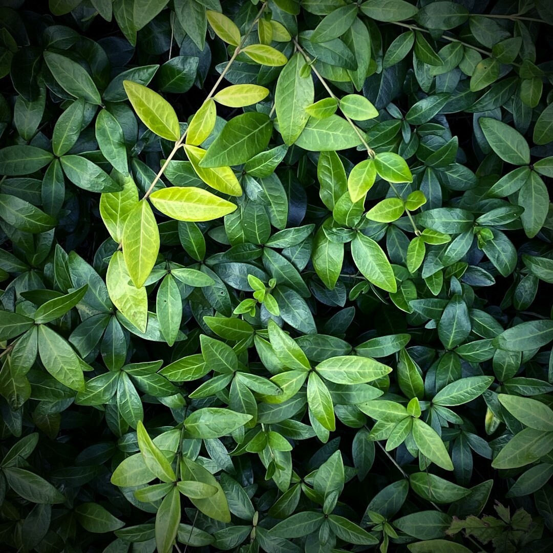 Close-up of a silvery olive branch against a soft blurred Istrian hillside