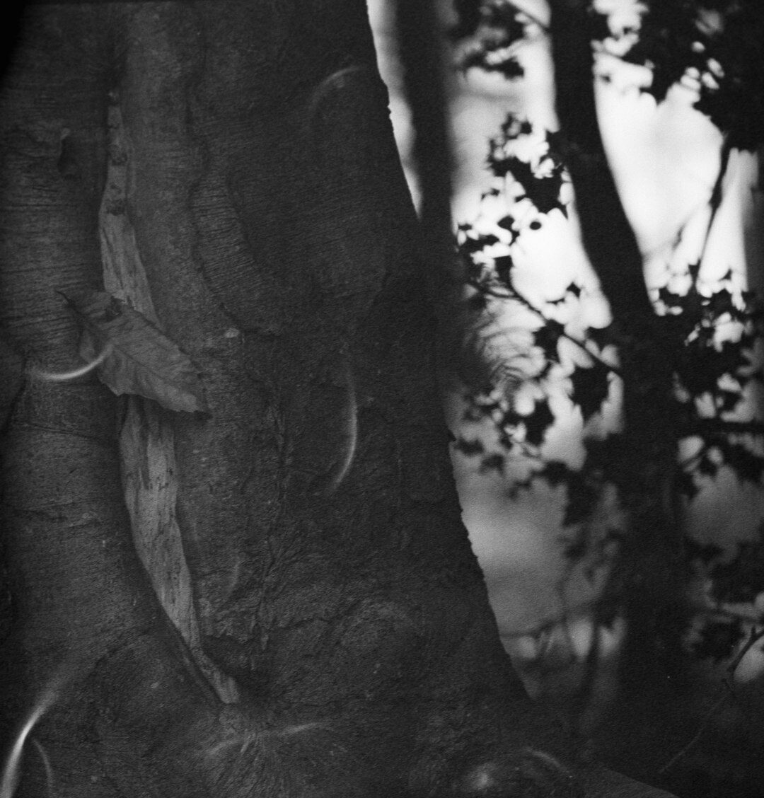 Fine art print of an old olive grove with twisted trunks in soft morning light
